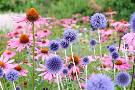 Are Cone Flowers Deer Resistant? Exploring the Mysteries of Garden Defense and Floral Resilience