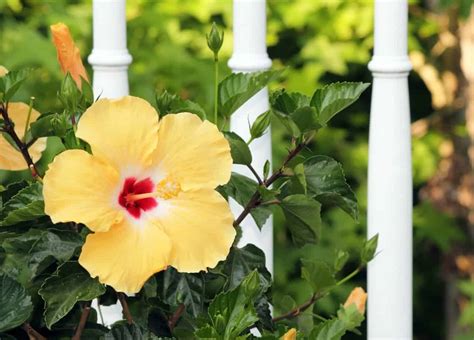 Are Hibiscus Flowers Poisonous? Exploring the Myths and Realities