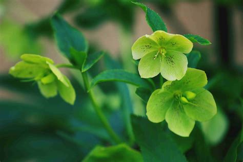 Are There Any Green Flowers? Exploring the Unseen Palette of Nature