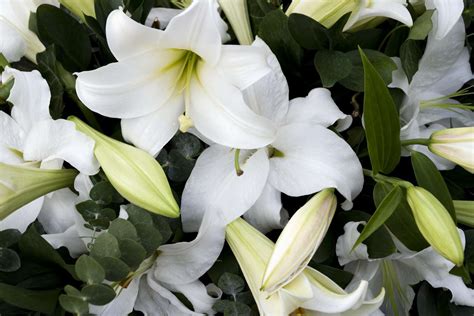 Are White Flowers for Funerals: A Symbolic Paradox or a Cultural Misconception?