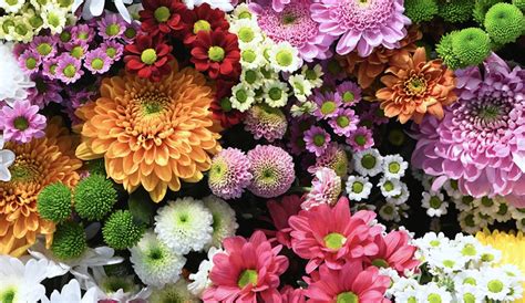 Can I Buy Flowers with EBT? Exploring the Intersection of Beauty and Necessity