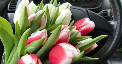 Can I Leave Flowers in My Car? And Why Do They Smell Like Forgotten Dreams?