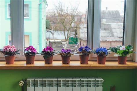 Can You Grow Flowers Indoors? And Why Not Grow a Garden on Your Ceiling?