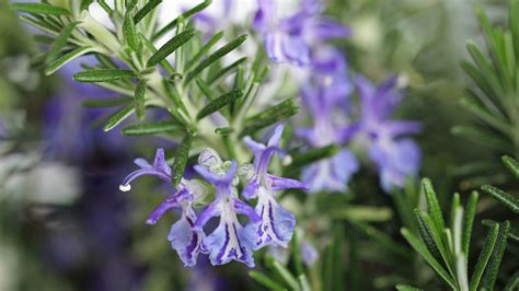 Does Rosemary Have Purple Flowers: Exploring the Mysteries of Nature's Palette