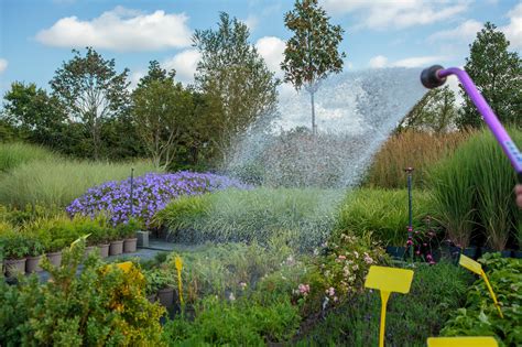 How Much Water Do Flowers Need: A Symphony of Thirst and Blooms