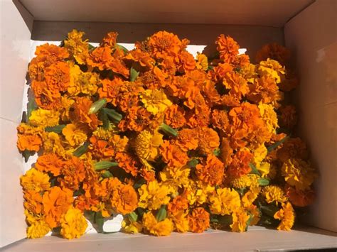 How to Grow Marigold from Dried Flowers: A Journey Through Time and Soil