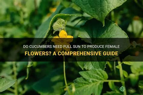 How to Increase Female Flowers in Cucumber: A Guide to Boosting Your Harvest