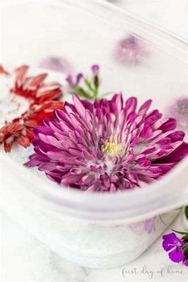 How to Preserve Flowers in Silica Gel: A Journey Through Time and Texture