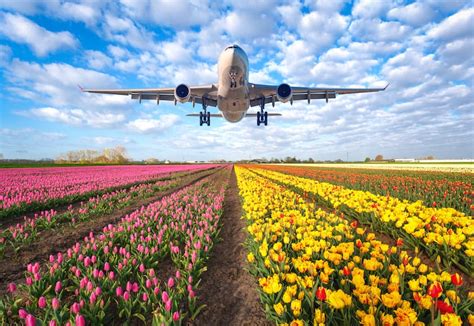 How to Travel with Flowers on a Plane: A Guide to Blooming Adventures in the Sky