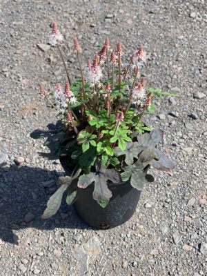 How to Water Flowers in Floral Foam: A Symphony of Hydration and Chaos