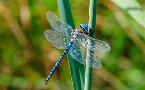 What Flowers Attract Dragonflies: A Whimsical Exploration of Nature's Ballet