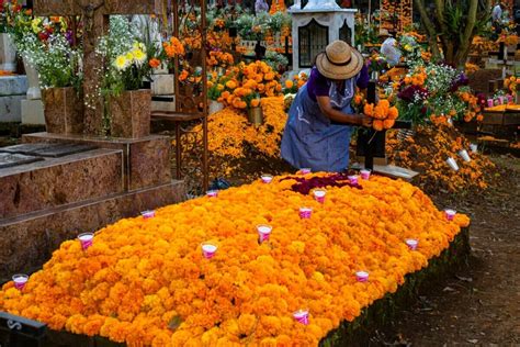 What Flowers Do They Use for Dia de los Muertos: A Journey Through Tradition and Imagination