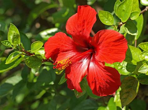 What Flowers Grow Well in Florida: A Guide to Thriving Blooms in the Sunshine State