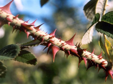 What Flowers Have Thorns: A Dive into Nature's Paradox