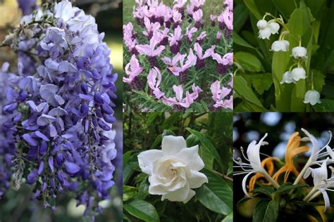 What Flowers Smell the Best: A Journey Through Fragrant Blooms and Unrelated Musings