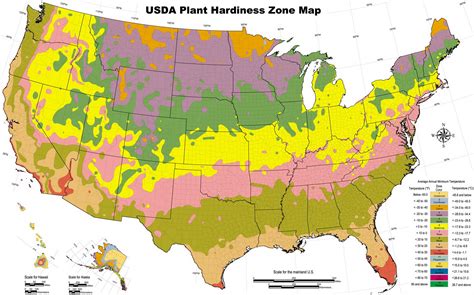 What Gardening Zone is Phoenix: A Comprehensive Guide to Understanding Plant Hardiness in the Valley of the Sun