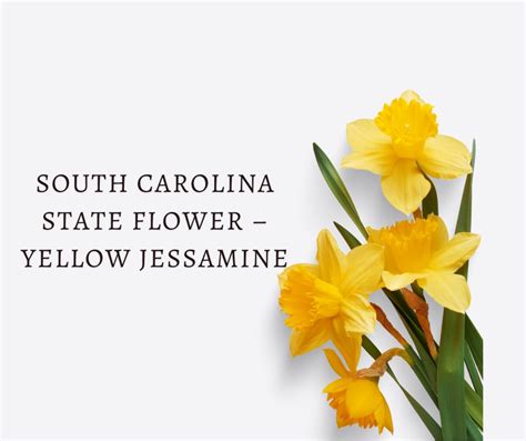 When to Plant Flowers in South Carolina: A Symphony of Seasons and Whimsical Wonders