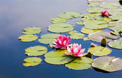 Where Can I Buy Lotus Flowers: Exploring the Mystique and Practicality