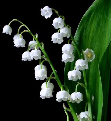 Where to Get Lily of the Valley Flowers: A Journey Through Myth, Market, and Memory